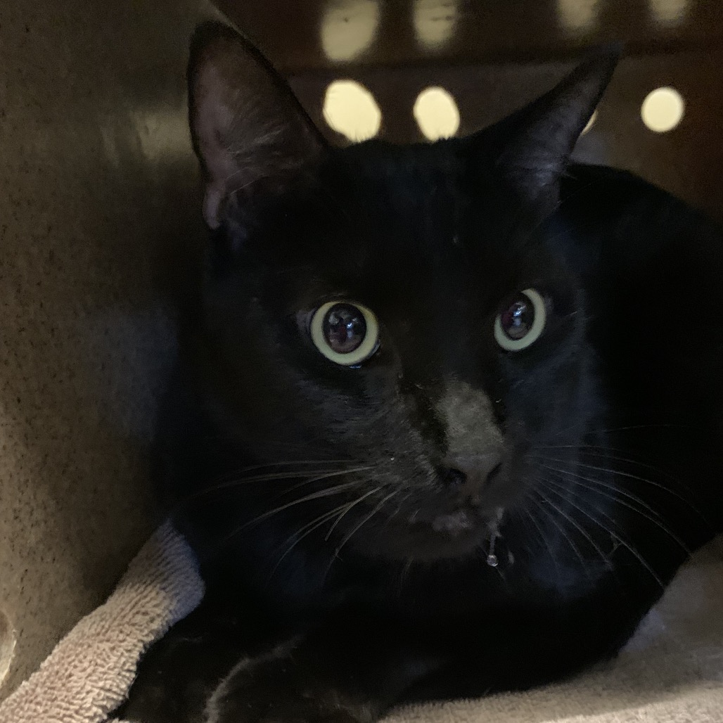 Shelter Stray Male Cat last seen , 361 S Raymond Ave, Pasadena, CA 91105, USA