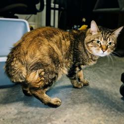 Shelter Stray Male Cat last seen , Animal Care & Control Team of Philly, 111 W Hunting Park Ave, Philadelphia, PA 19140, USA
