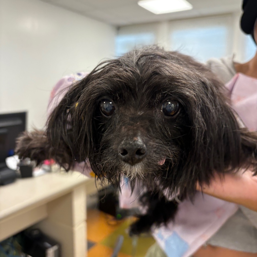 Shelter Stray Female Dog last seen , Animal Care & Control Team of Philly, 111 W Hunting Park Ave, Philadelphia, PA 19140, USA