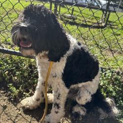 Shelter Stray Male Dog last seen , Animal Care & Control Team of Philly, 111 W Hunting Park Ave, Philadelphia, PA 19140, USA