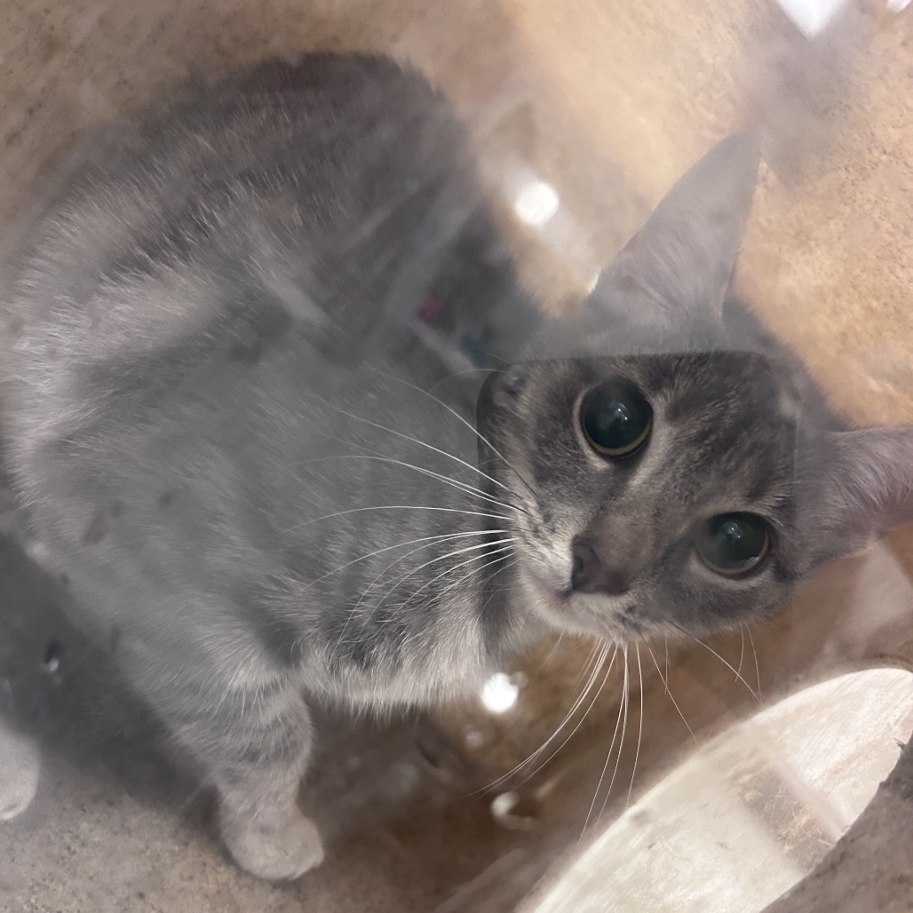 Shelter Stray Unknown Cat last seen , Animal Care & Control Team of Philly, 111 W Hunting Park Ave, Philadelphia, PA 19140, USA