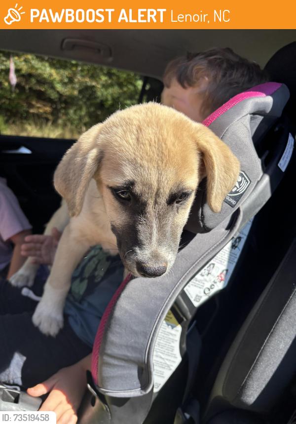 Found/Stray Unknown Dog last seen Zack’s farm and Zack’s Fork Rd, Lenoir, NC 28645
