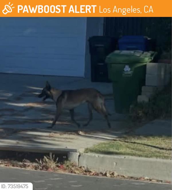 Found/Stray Male Dog last seen Kurt and Christy, Los Angeles, CA 91342