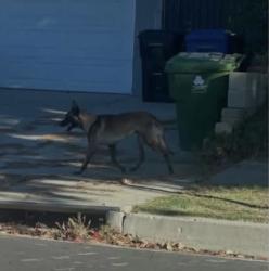 Found/Stray Male Dog last seen Kurt and Christy, Los Angeles, CA 91342