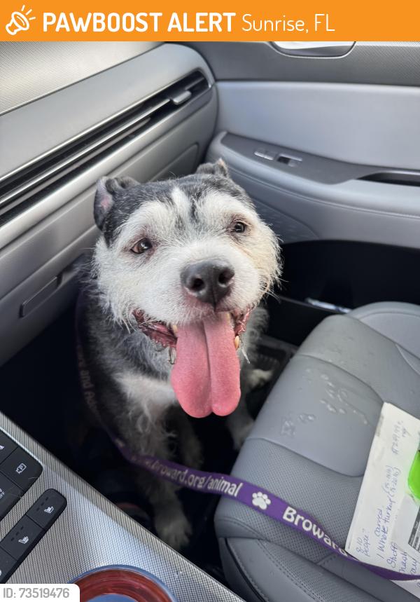 Found/Stray Female Dog last seen 50th st, Sunrise, FL 33351