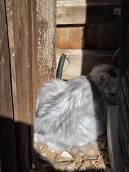 Reunited Unknown Cat last seen Spencer and Shiver, Fort Worth, TX 76244