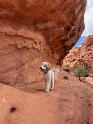 Reunited Female Dog last seen Orem Elementary, Orem, UT 84058