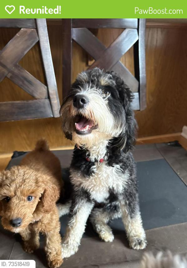 Reunited Female Dog last seen Fairview road and Brief road, Mint Hill, NC 28227