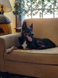 Found/Stray Male Dog last seen Olive St and Emanuel Cleaver II, Kansas City, MO 64130
