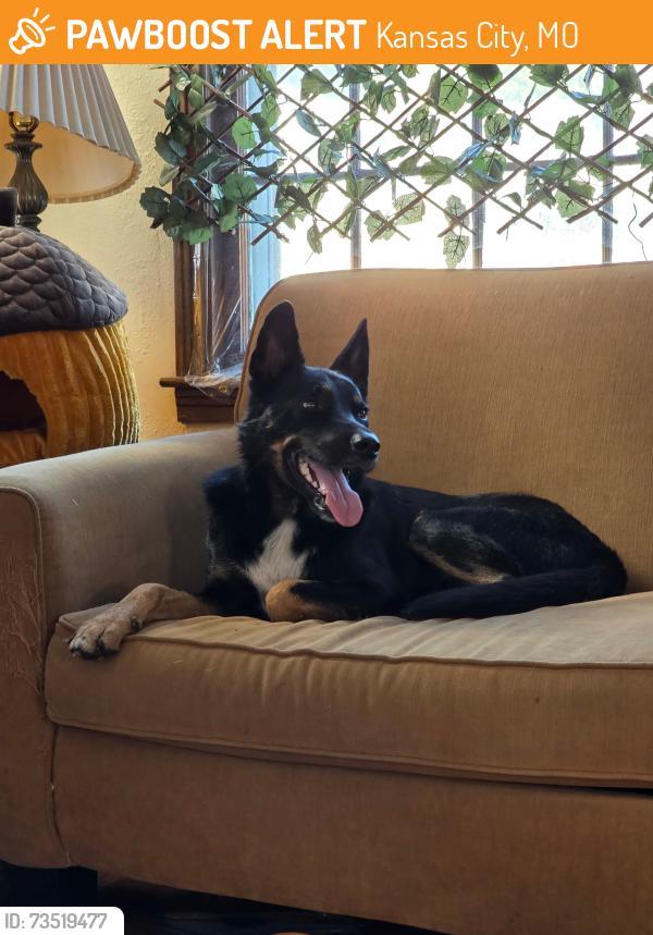 Found/Stray Male Dog last seen Olive St and Emanuel Cleaver II, Kansas City, MO 64130