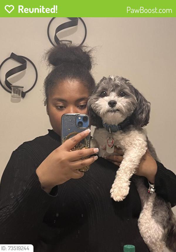Reunited Female Dog last seen Near scrivener dr, Memphis, TN 38134