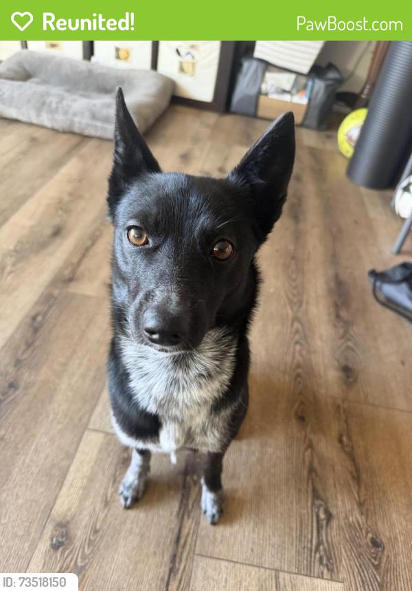 Reunited Female Dog last seen E. Naples, Greg Roger’s, oasis, Chula Vista, CA 91911