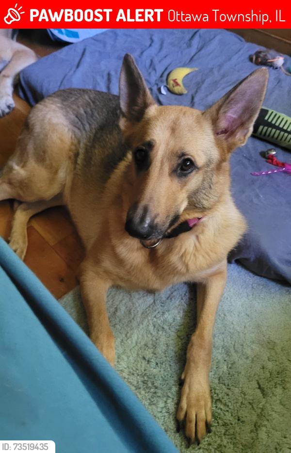 Lost Female Dog last seen 1 mile west of Ottawa, IL on Rt6, 2nd cul-de-sac past 14th Rd (Oak Bluff Ct), Ottawa Township, IL 61350