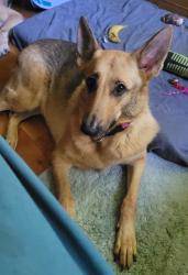 Lost Female Dog last seen 1 mile west of Ottawa, IL on Rt6, 2nd cul-de-sac past 14th Rd (Oak Bluff Ct), Ottawa Township, IL 61350