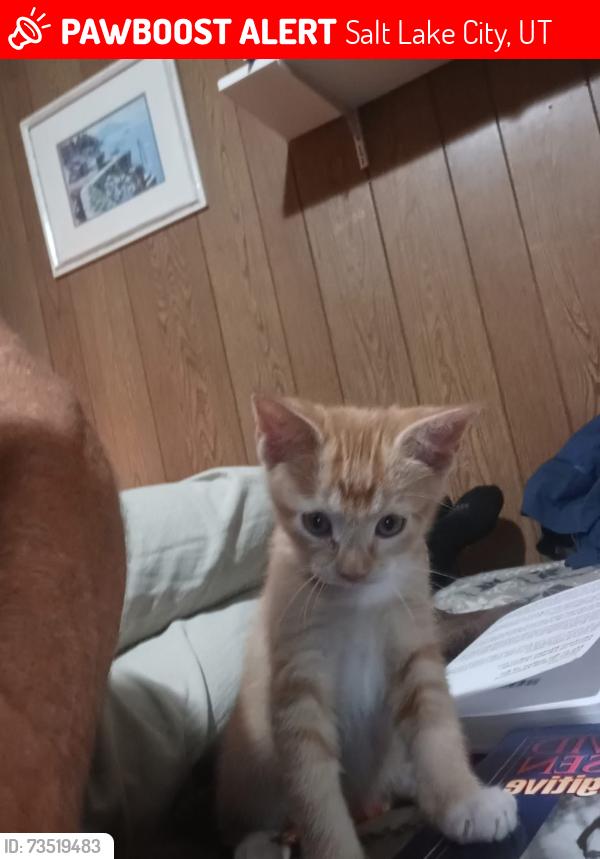 Lost Male Cat last seen Near S. 300 E., Salt Lake City, UT 84115