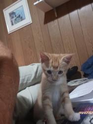 Lost Male Cat last seen Near S. 300 E., Salt Lake City, UT 84115