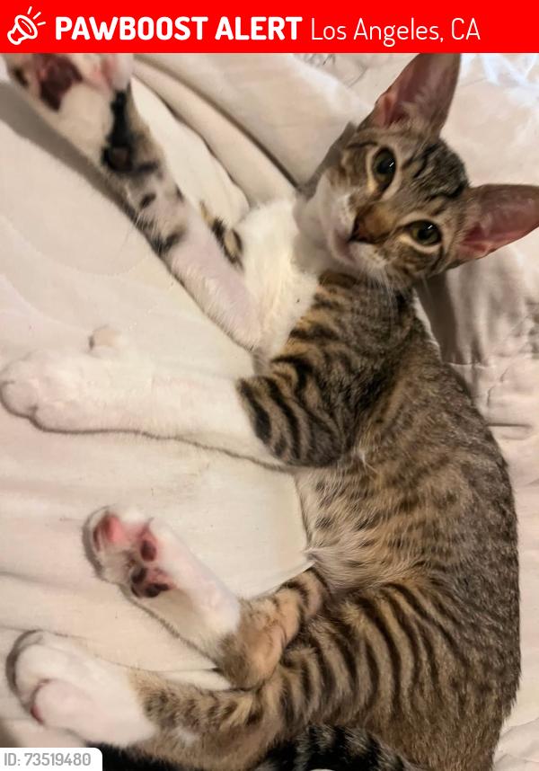 Lost Female Cat last seen Central ave 90011 Los Angeles, Los Angeles, CA 90061