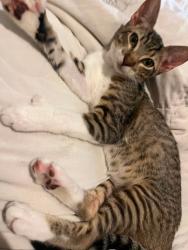 Lost Female Cat last seen Central ave 90011 Los Angeles, Los Angeles, CA 90061