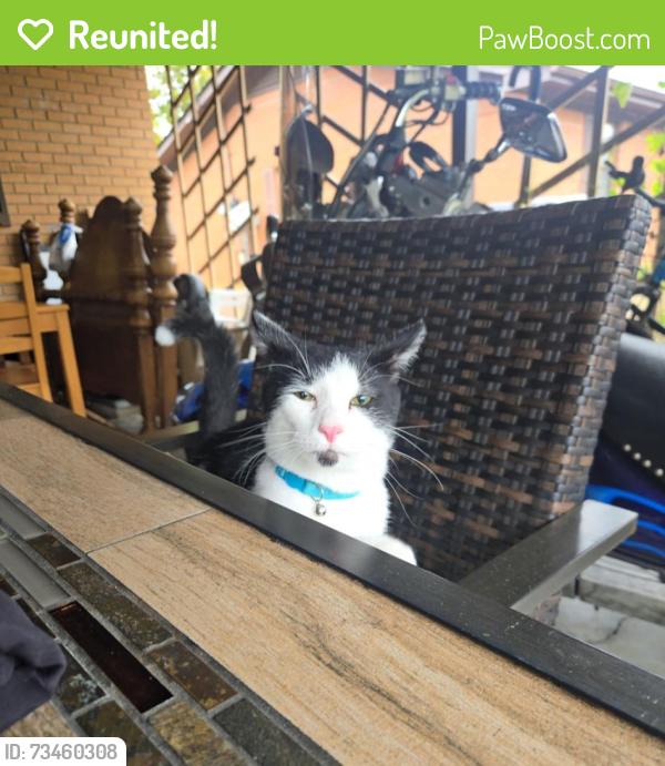 Reunited Male Cat last seen Peerless Rd NW near Publix, Cleveland, TN 37312