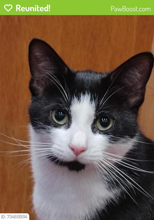 Reunited Male Cat last seen St Catherine's Way, Bournemouth, Christchurch and Poole, England BH23 2QN