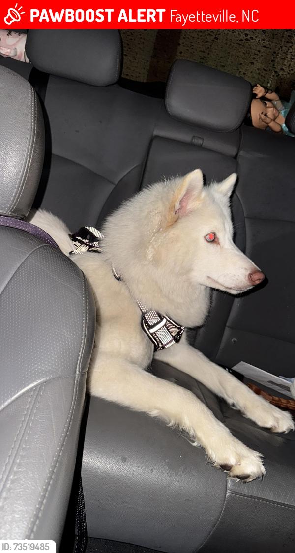 Lost Female Dog last seen Se escapó de casa, Fayetteville, NC 28311