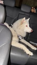 Lost Female Dog last seen Se escapó de casa, Fayetteville, NC 28311