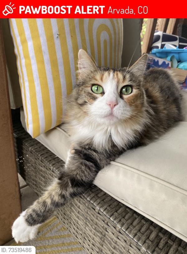 Lost Female Cat last seen 64th and balsam, Arvada, CO 80004