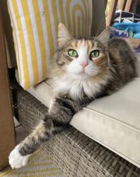 Lost Female Cat last seen 64th and balsam, Arvada, CO 80004
