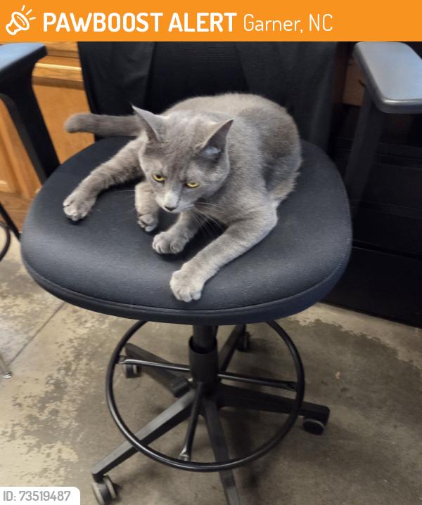 Found/Stray Male Cat last seen Jones sausage, Garner, NC 27529