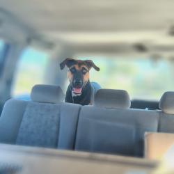 Found/Stray Male Dog last seen Near W commerce st, San Antonio, TX 78237