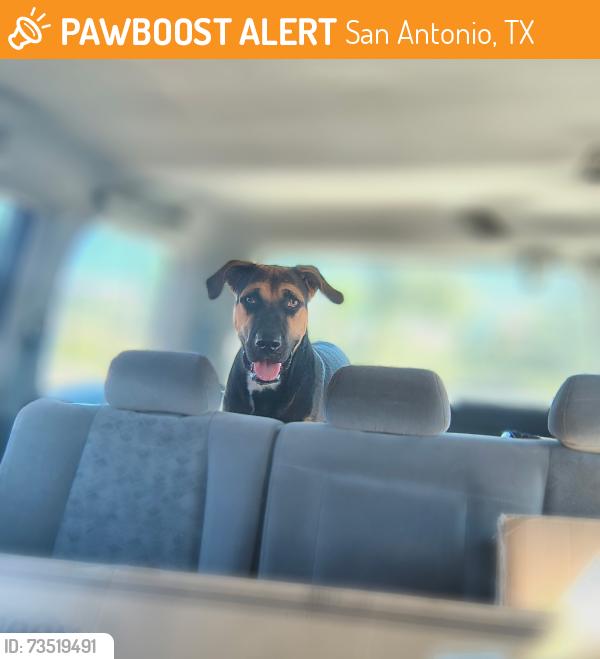 Found/Stray Male Dog last seen Near W commerce st, San Antonio, TX 78237