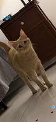 Reunited Female Cat last seen Discovery Way, Port St. Lucie, FL 34987