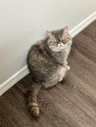 Reunited Female Cat last seen Bella Victoria s, Southern and Ellsworth, Mesa, AZ 85209