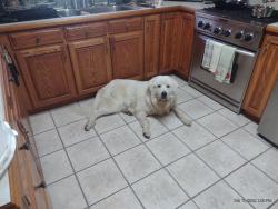 Reunited Male Dog last seen Meadow view, Galena, MO 65656