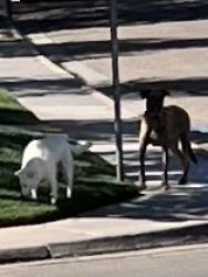 Found/Stray Unknown Dog last seen Van Winkle, Sleepy Hollow, TX 77385