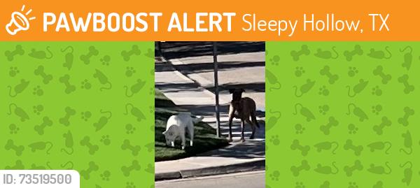 Found/Stray Unknown Dog last seen Van Winkle, Sleepy Hollow, TX 77385