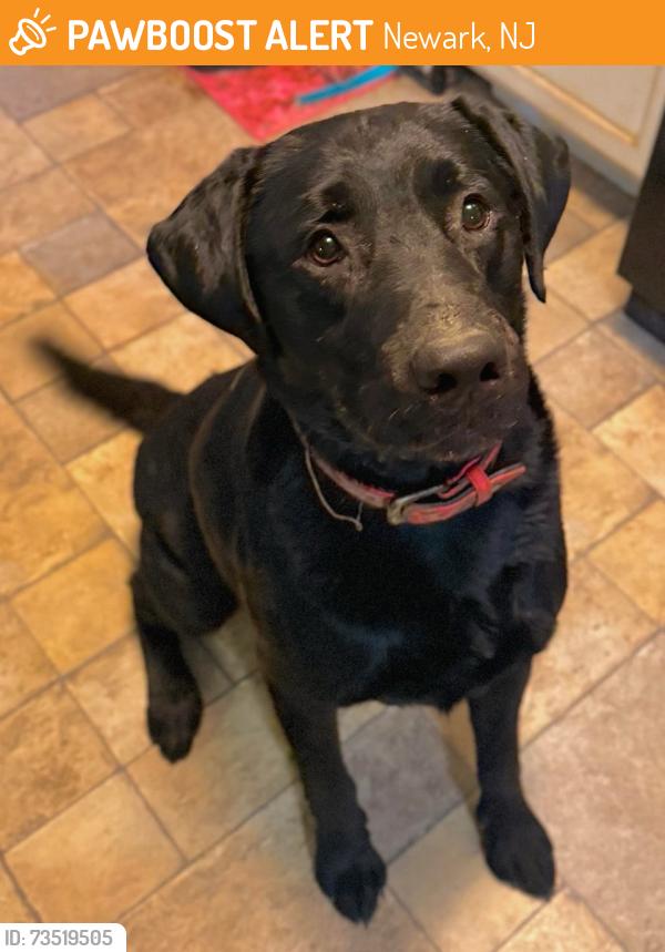 Found/Stray Male Dog last seen Home bavk, Newark, NJ 07114