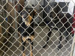 Found/Stray Female Dog last seen Romona and Francesco Robs grill, Baldwin Park, CA 91706