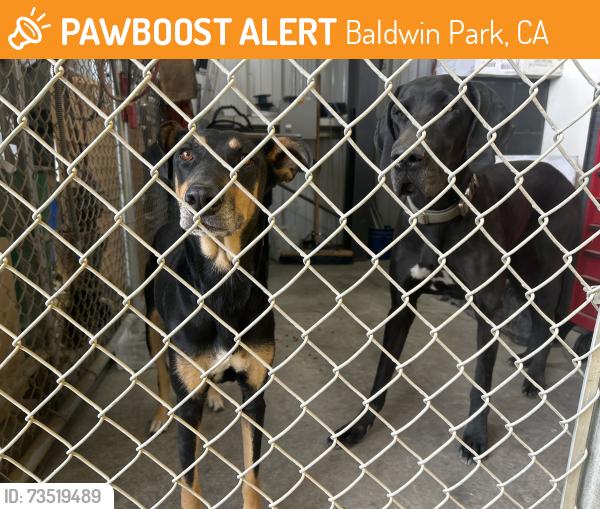 Found/Stray Female Dog last seen Romona and Francesco Robs grill, Baldwin Park, CA 91706