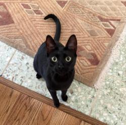 Reunited Male Cat last seen McCully Drive NE and Serpentine Drive, Atlanta, GA 30345