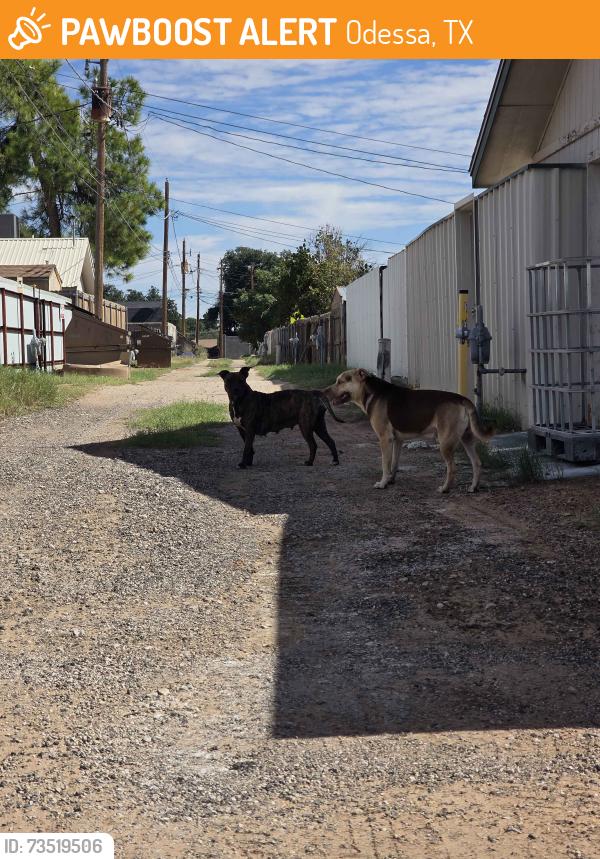 Found/Stray Unknown Dog last seen Alley between 51st and 50th street, Odessa, TX 79762