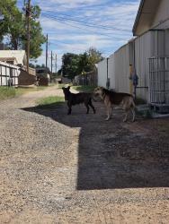 Found/Stray Unknown Dog last seen Alley between 51st and 50th street, Odessa, TX 79762