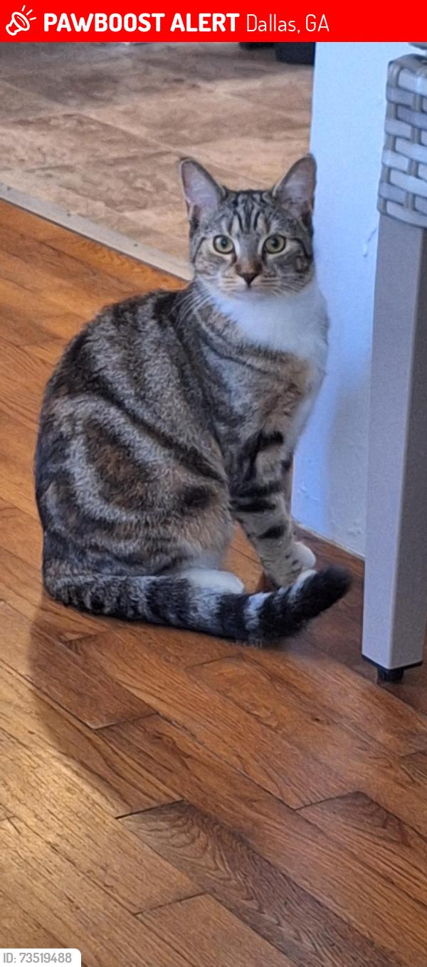 Lost Female Cat last seen Marshall Fuller road near Hollyberry Drive, Ruff Harris Drive, Dallas, GA 30157