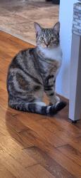 Lost Female Cat last seen Marshall Fuller road near Hollyberry Drive, Ruff Harris Drive, Dallas, GA 30157