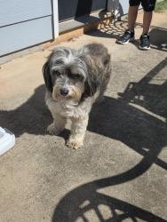 Reunited Unknown Dog last seen WH Hayes Rd, Jackson County, GA 30549