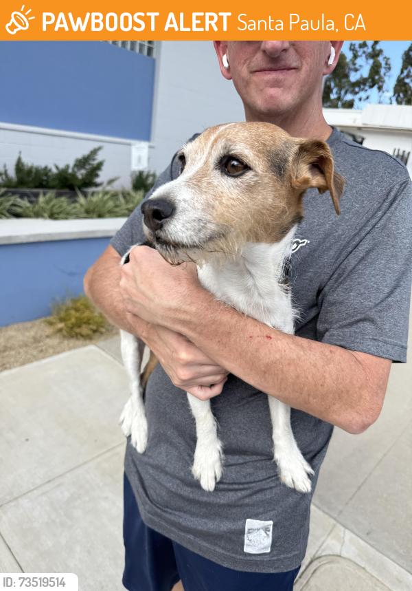 Found/Stray Male Dog last seen Olive Street and Santa Paula Street, Santa Paula, CA 93060