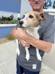 Found/Stray Male Dog last seen Olive Street and Santa Paula Street, Santa Paula, CA 93060