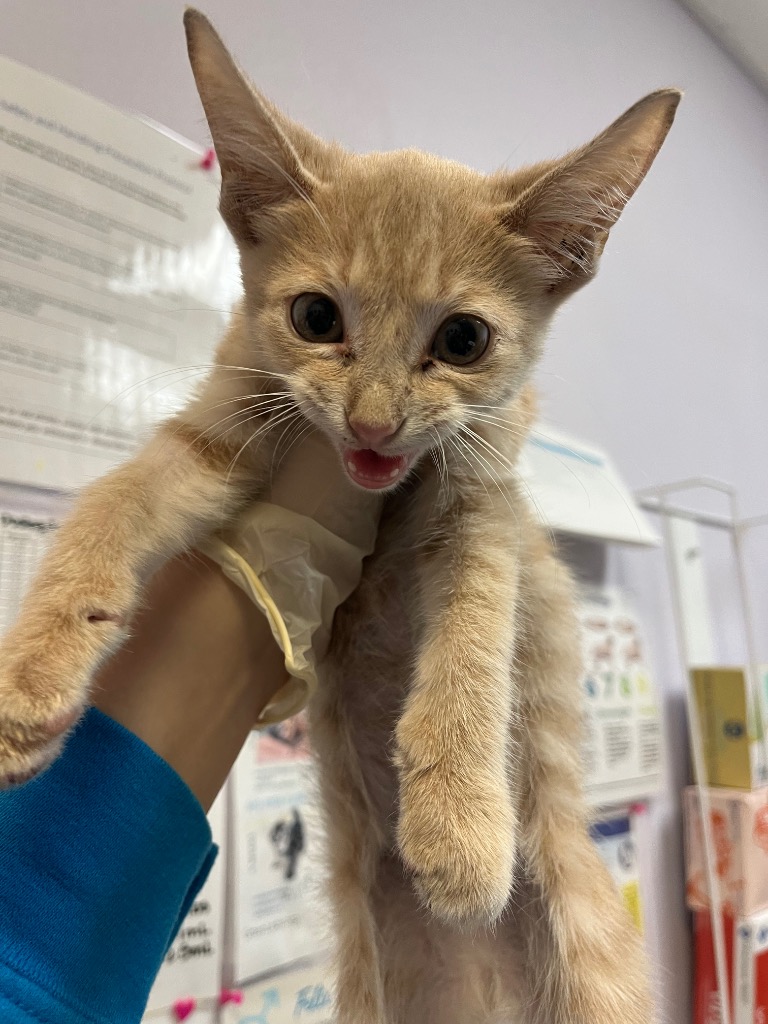 Shelter Stray Male Cat last seen Bexar County, 3353 Morningside Dr, New Braunfels, TX 78132, USA
