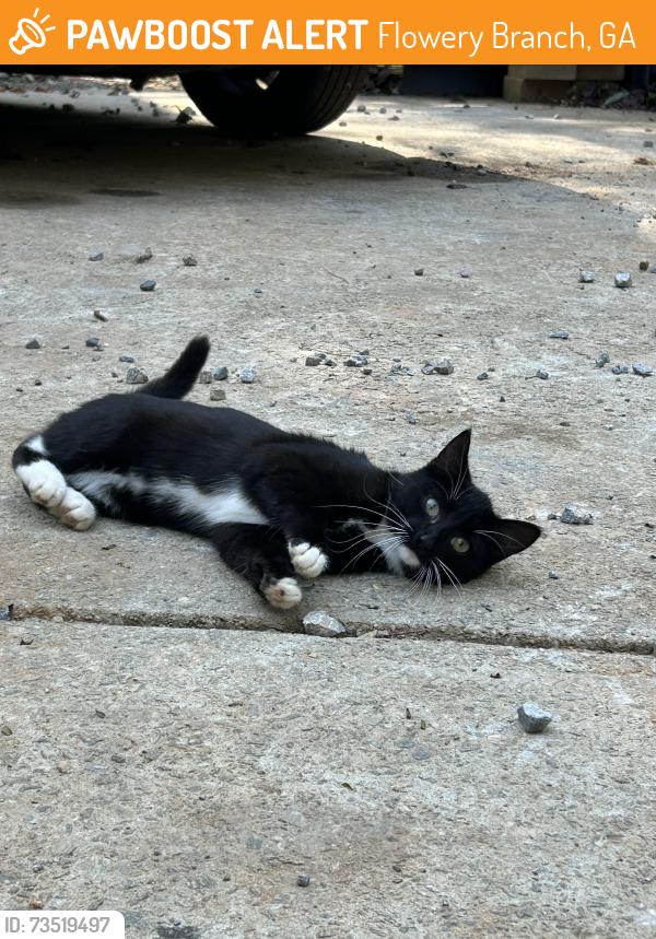 Found/Stray Unknown Cat last seen Atlanta highway and flowery way flowery branch ga, Flowery Branch, GA 30542