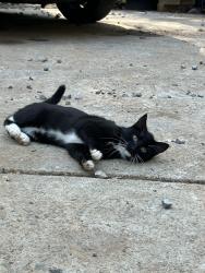 Found/Stray Unknown Cat last seen Atlanta highway and flowery way flowery branch ga, Flowery Branch, GA 30542